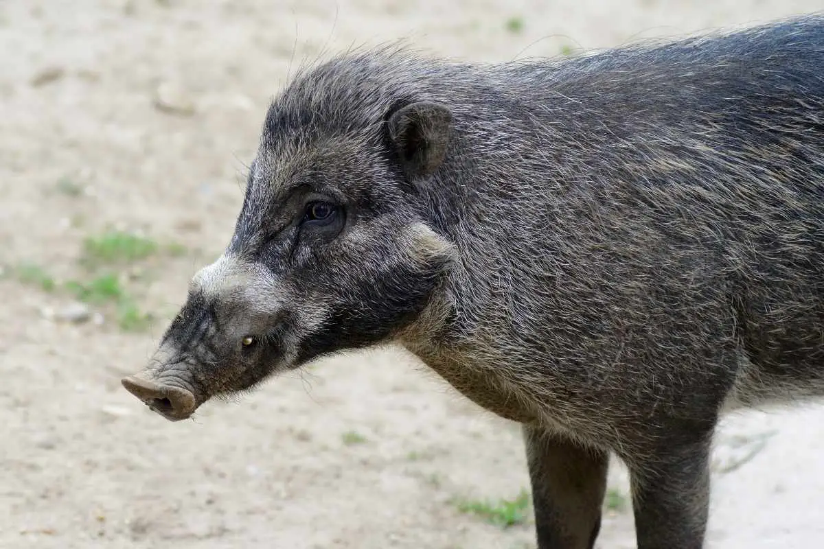 Close-up shot of Philippine Warty Pig.