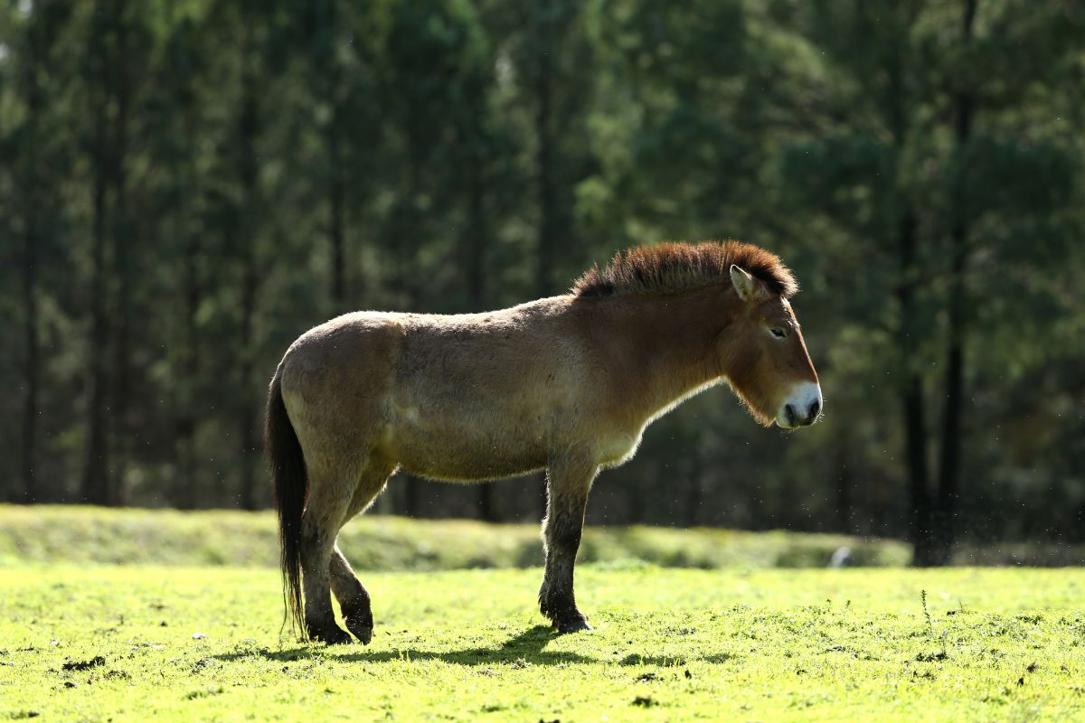 Portrait shot of Przewalski's Horse on a green field.