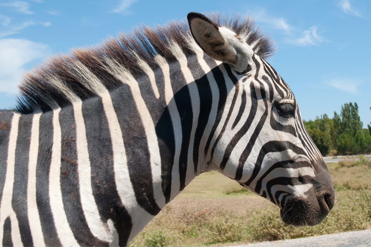 Cropped image of Quagga in the grassland.