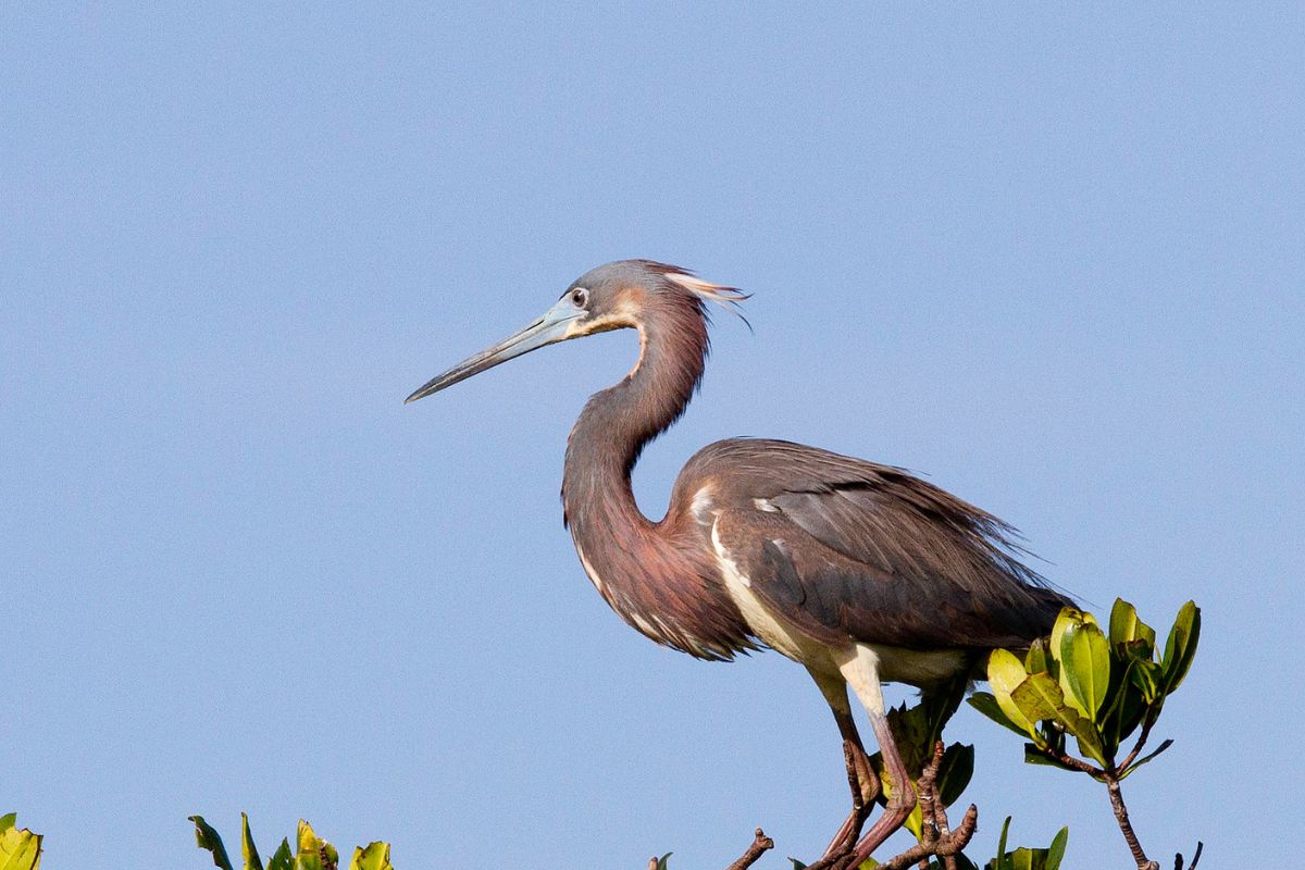 Reddish Egret in a top of tree.