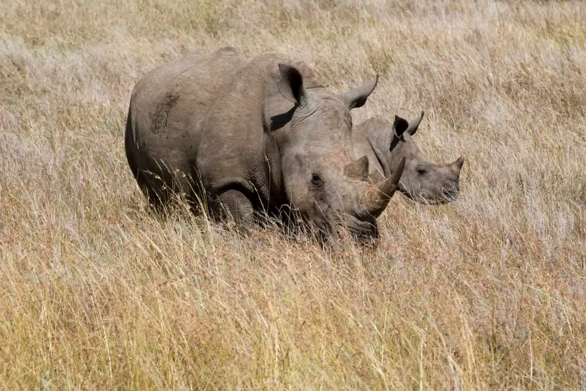 Close-up shot of Rhinoceroses in Kenya.