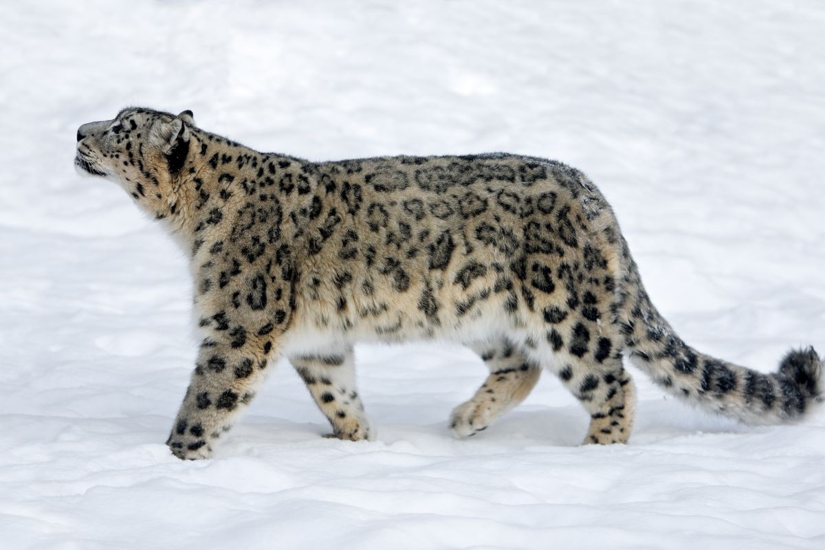Snow Leopard (Panthera uncia) in the snow.
