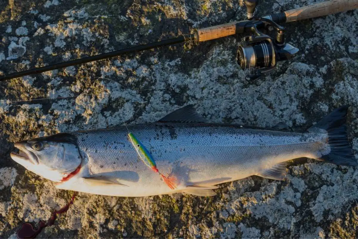 Landed prinipal Sea trout with spinning rod and spoon lure on a rock.