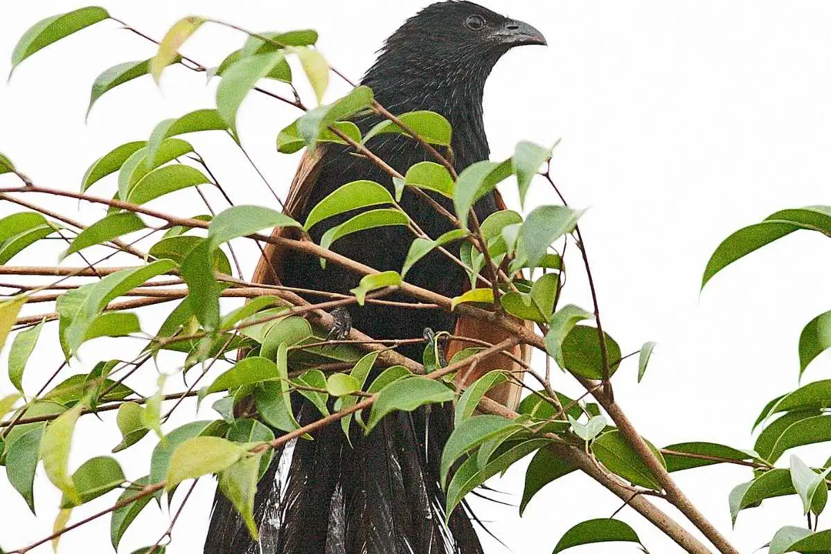 Sunda Coucal perched on the tree.