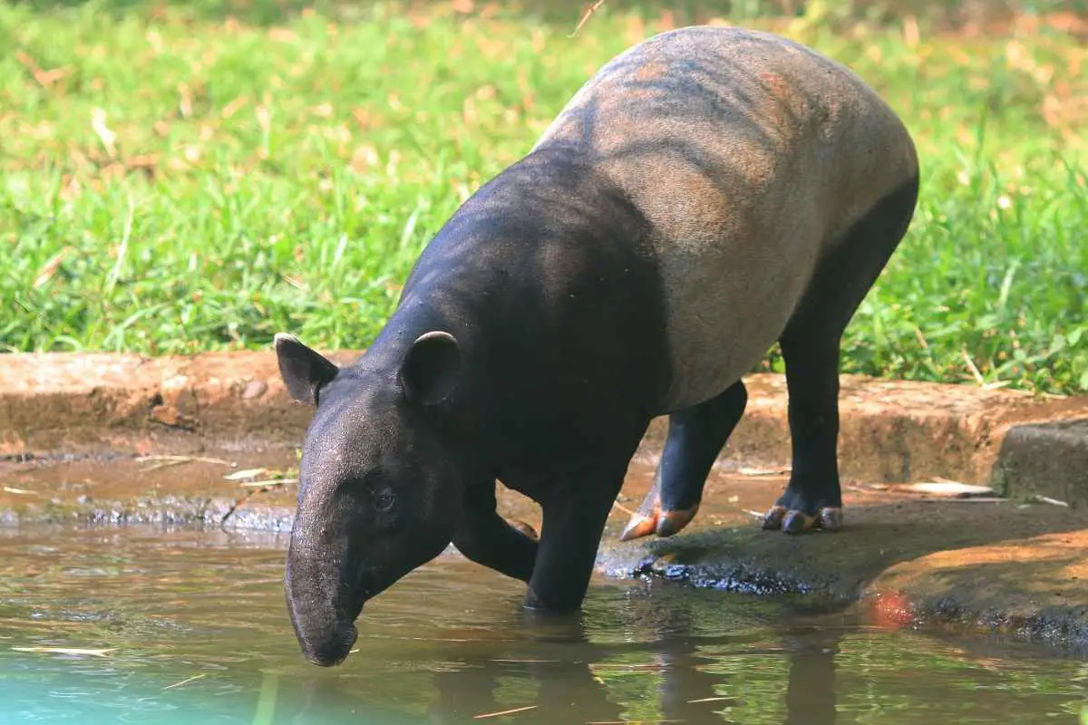 Tapirs on the riverside.