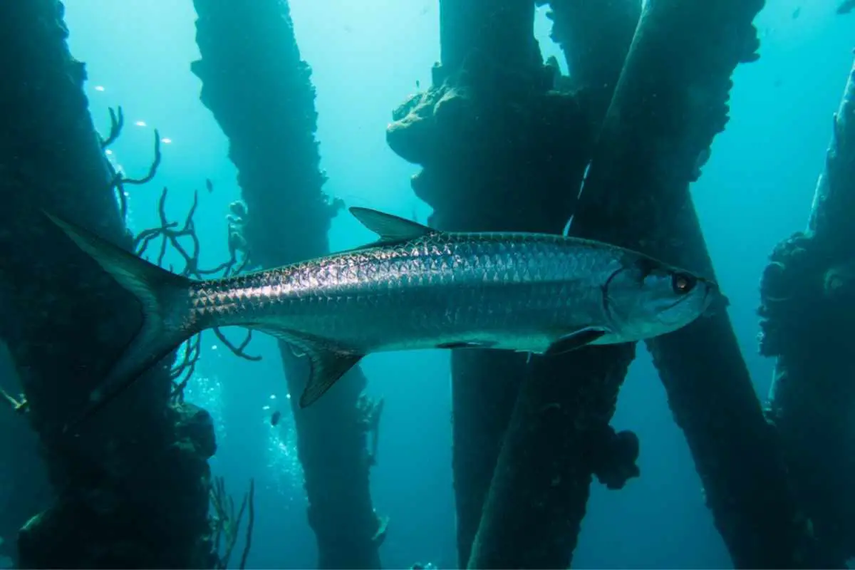 A single tarpon swimming below the pillars of the Salt Pier on the tropical island Bonaire in the Caribbean.