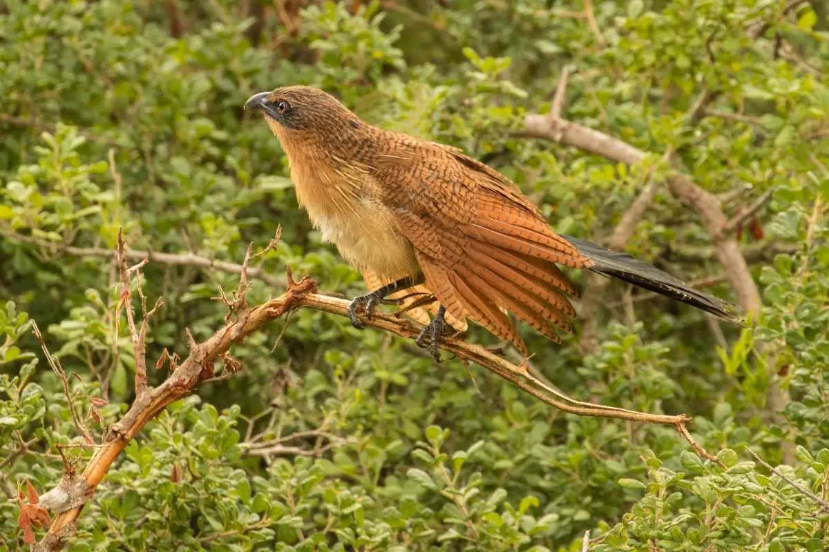 The Andaman Coucal perched on the tree.