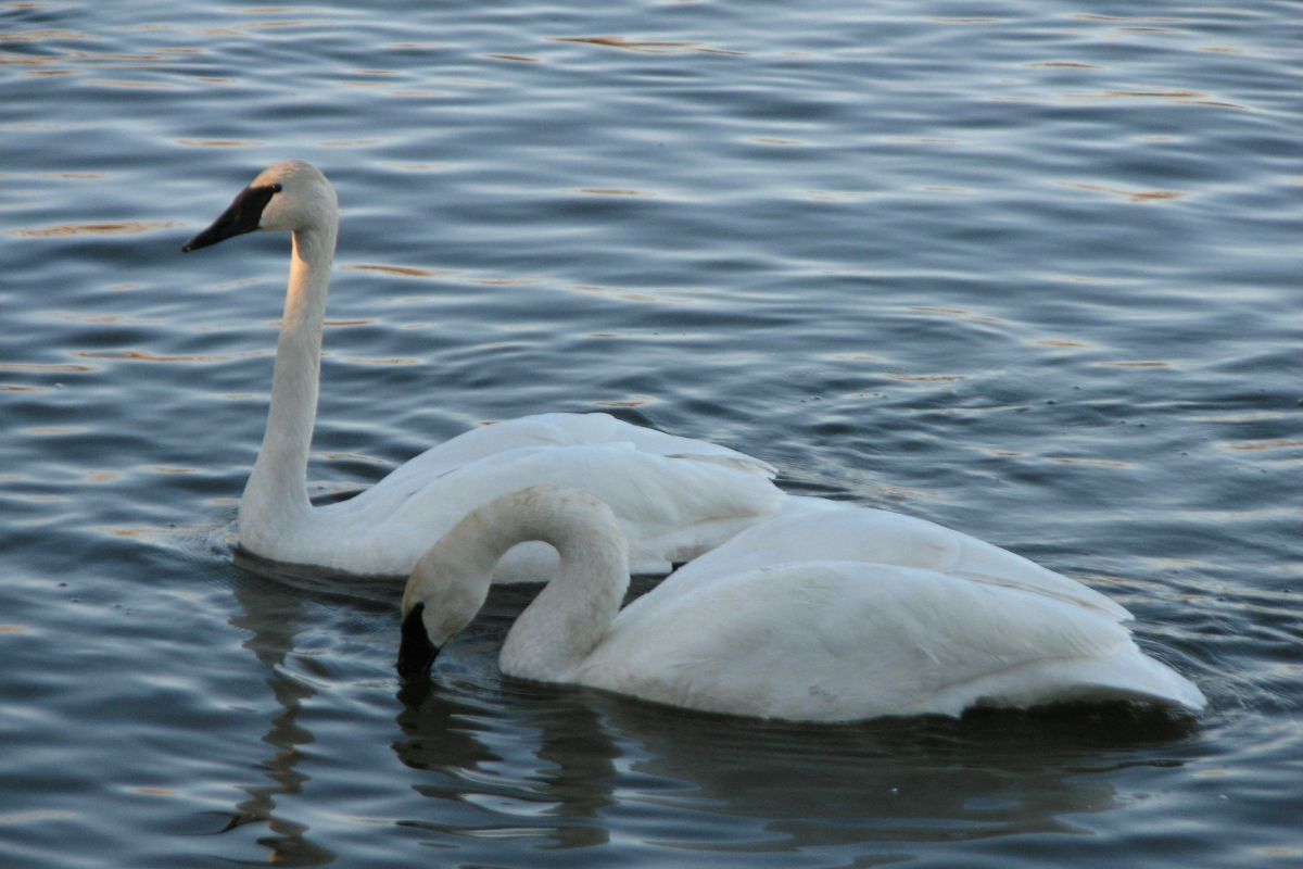 Trumpeter Swan on Magness lake.