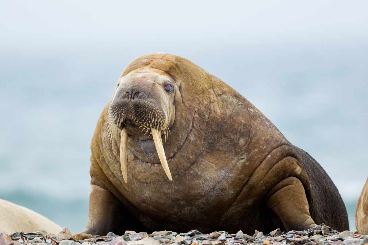 Walrus hauled out on beach.