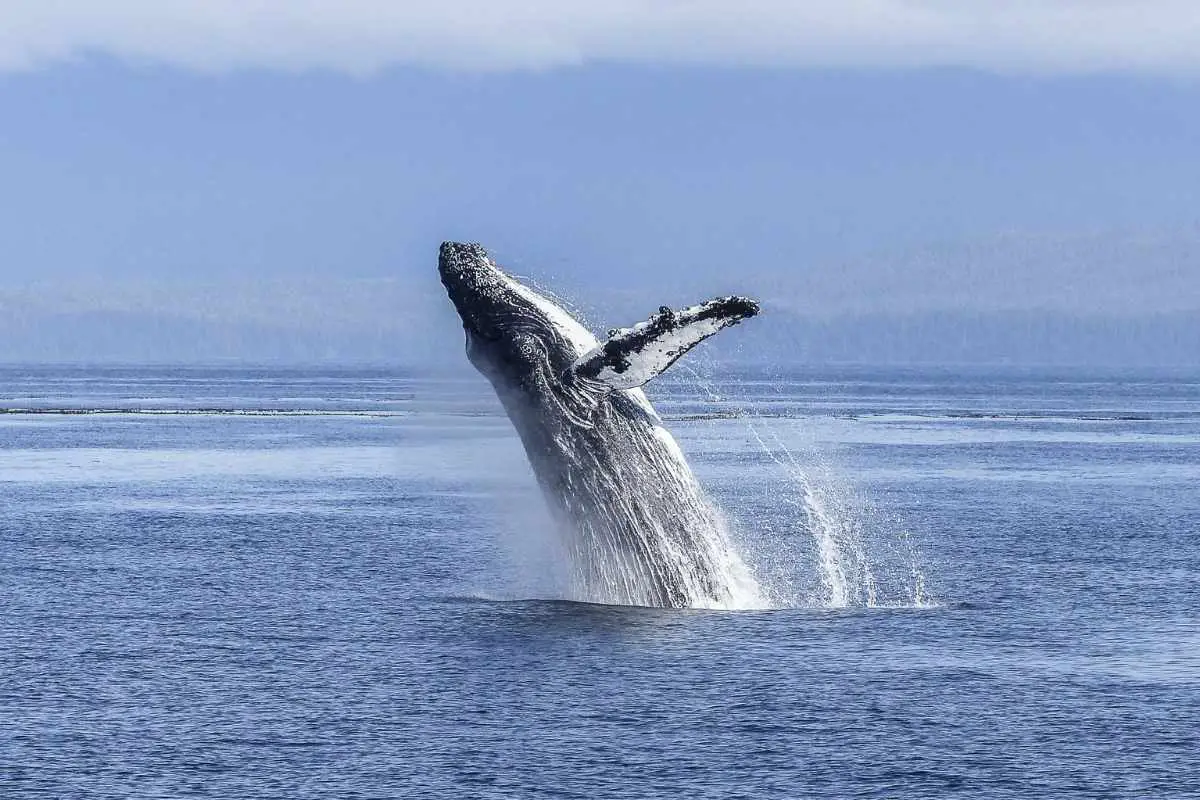 Humpback Whale jumping on the sea.