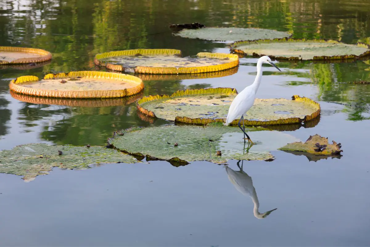 Great Egret on pond vegetation.