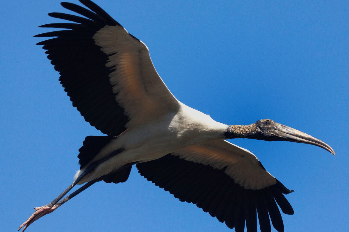 Wood Stork in flight soaring.
