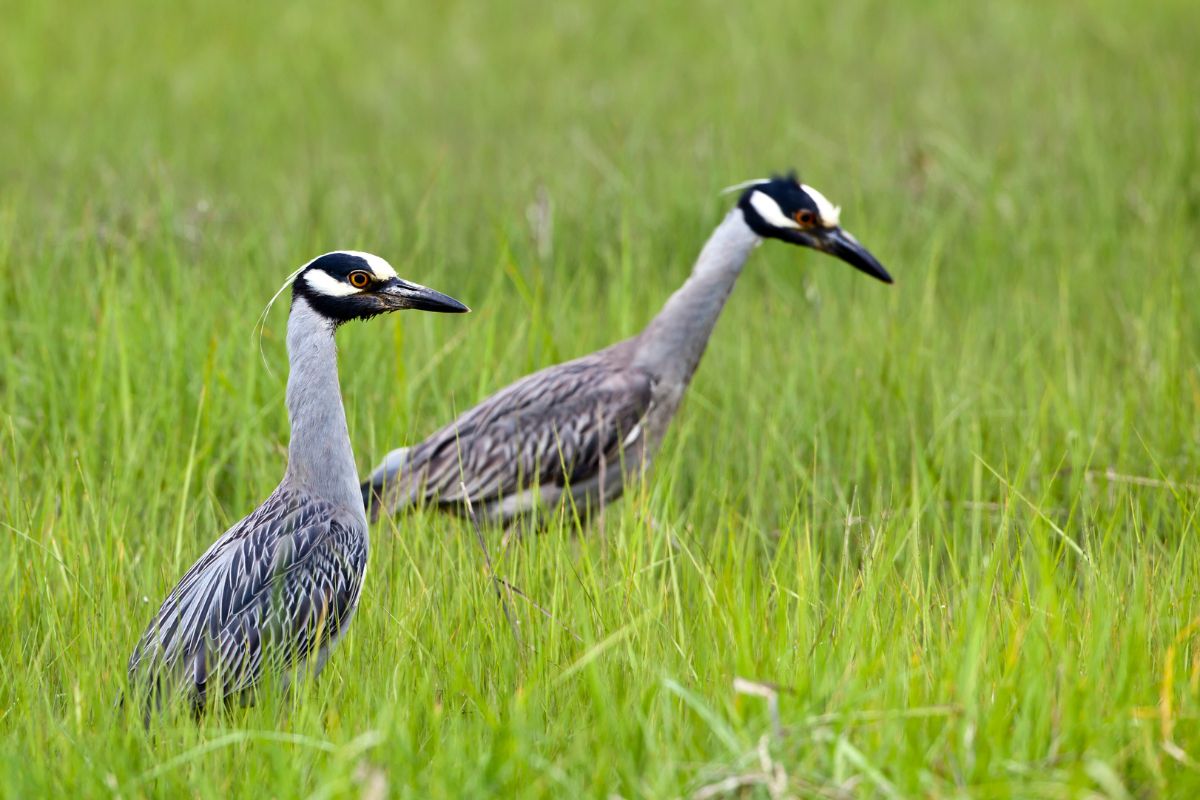 Yellow-Crowned Night Heron in grass off long island.