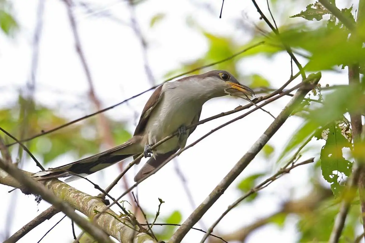 Yellow-billed Cuckoo perched on twig.