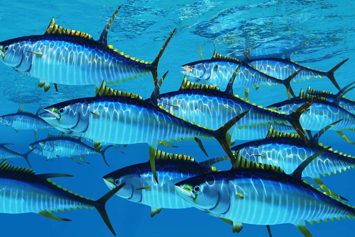 A school of Yellowfin Tuna.