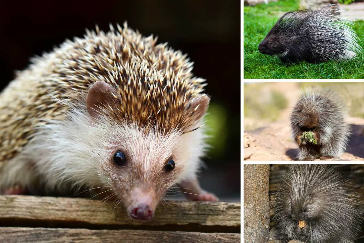 Photo collage of different types of porcupines.